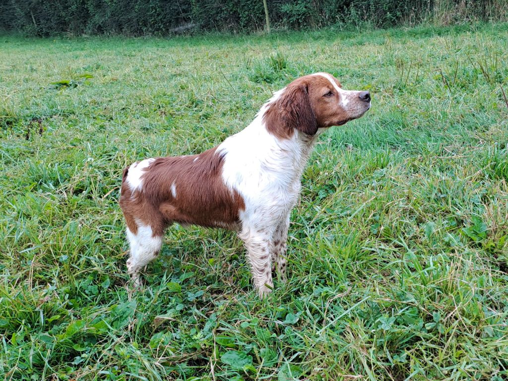 Volvic De la haie des dames