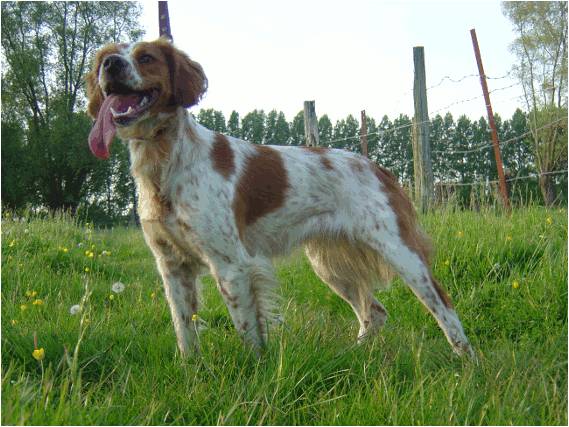 Diva De la haie des dames