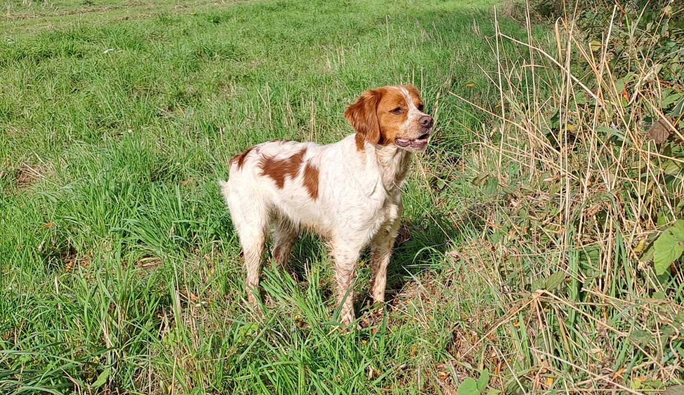 Vitchy De la haie des dames