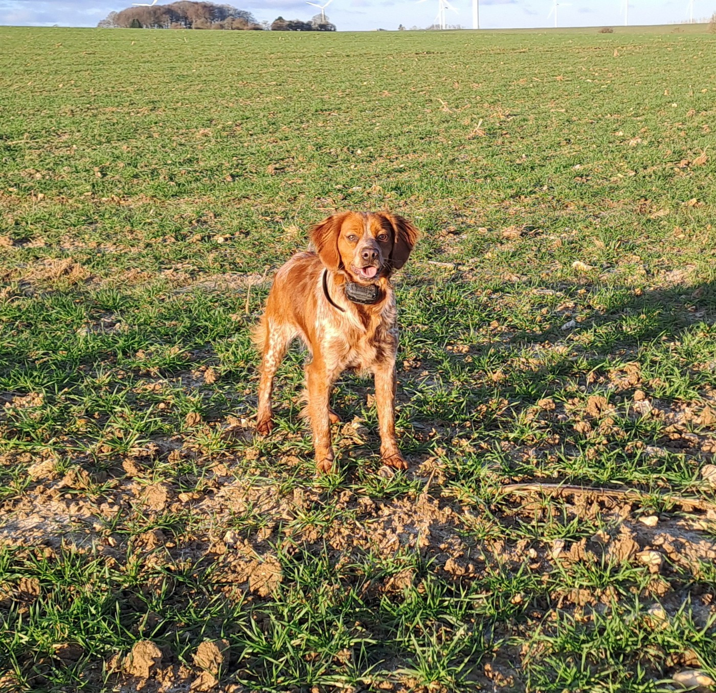 AYA De la haie des dames