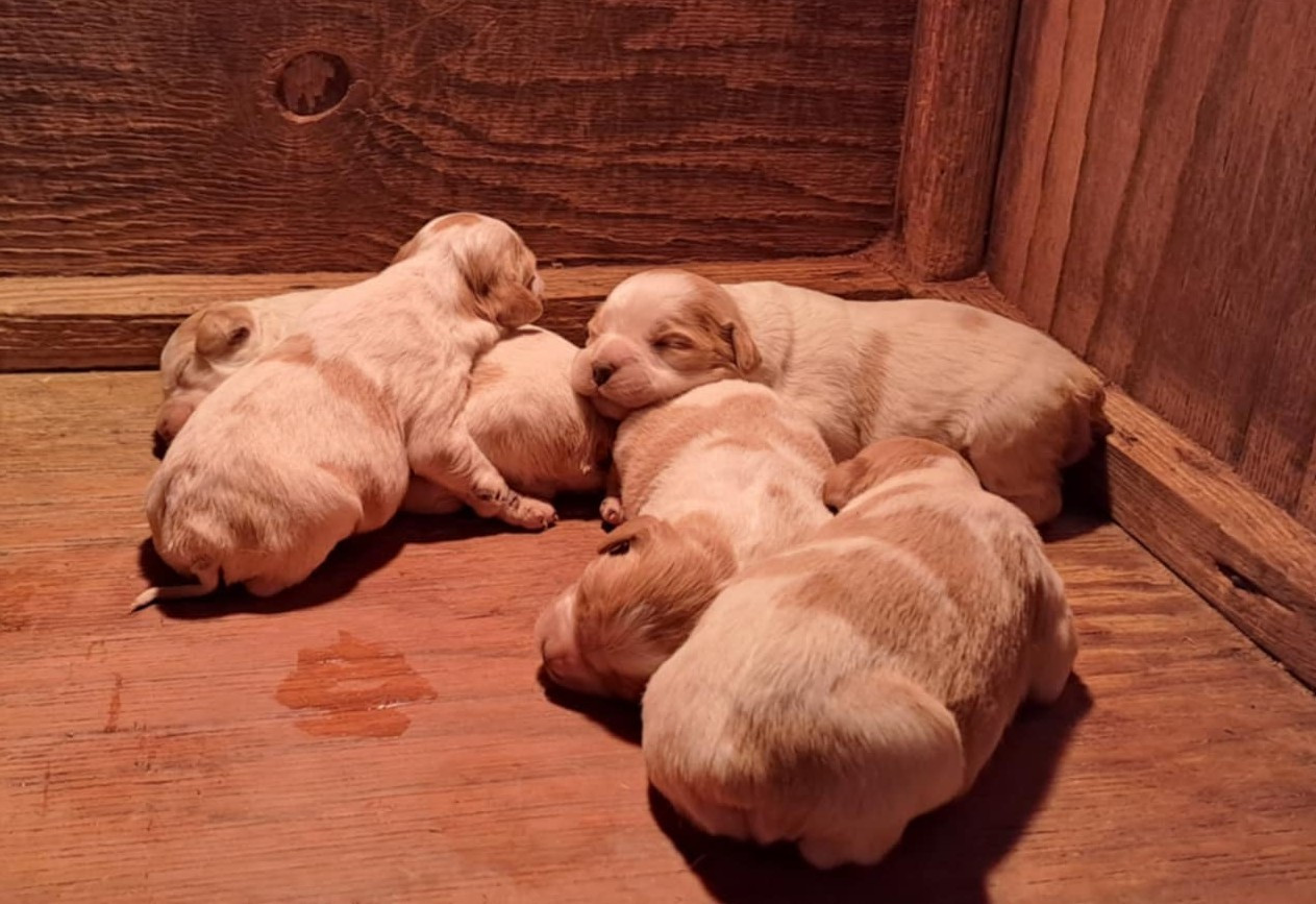 Chiot Epagneul Breton De la haie des dames