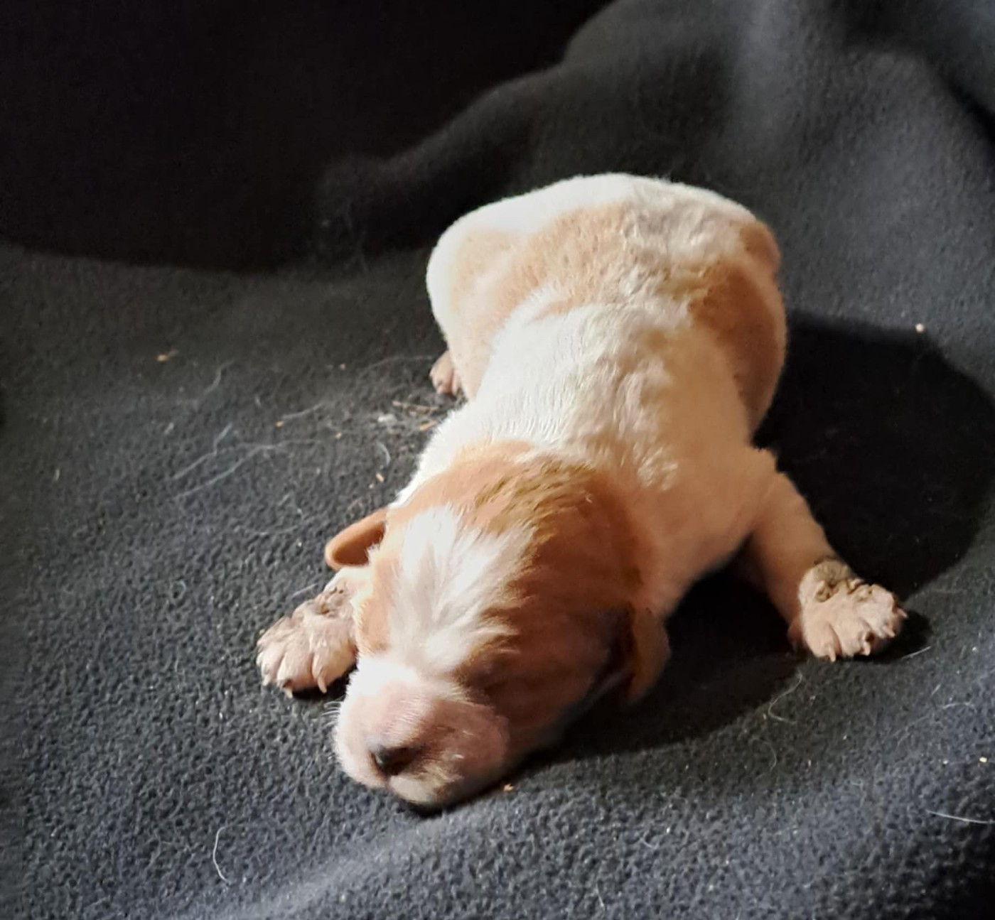 De la haie des dames - Chiots disponibles - Epagneul Breton