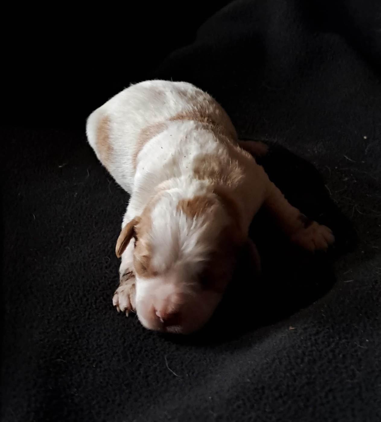 De la haie des dames - Chiots disponibles - Epagneul Breton