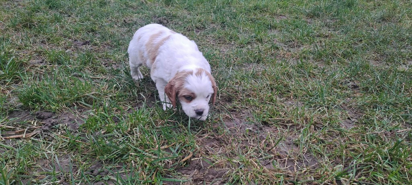 De la haie des dames - Chiots disponibles - Epagneul Breton